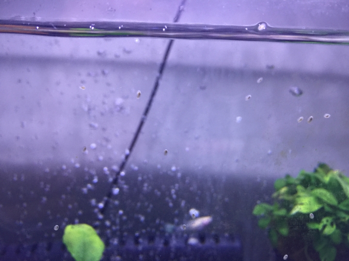 請問魚缸出現透明像甲蟲是？？