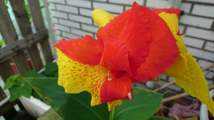 一片花瓣有雙色大朵蓮蕉花