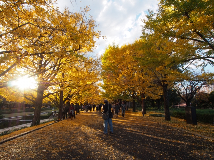 2015.11.11東京河口湖遊記（12mm+9-18mm）