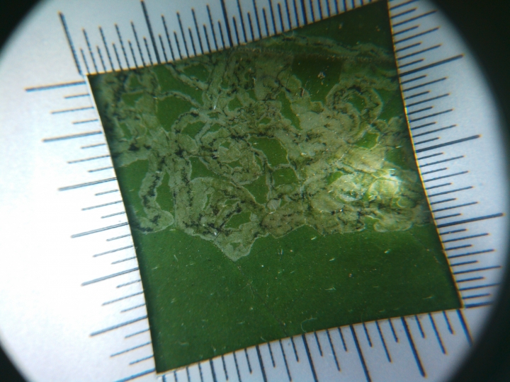 請問南瓜葉上有黑色不規則條紋？