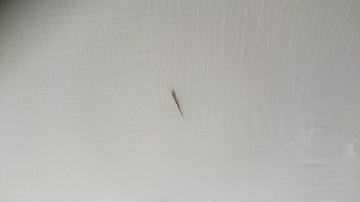 請問各位這是什麼蟲阿  家裡最近出現一堆