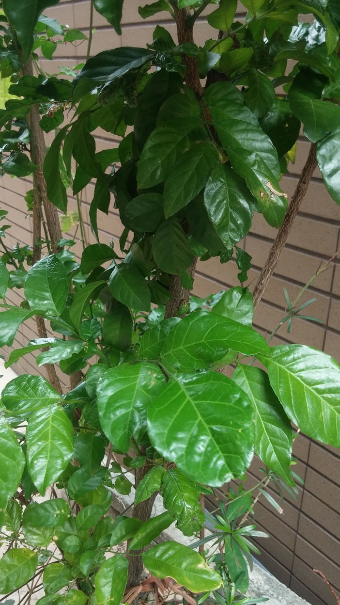 詢問植物名稱