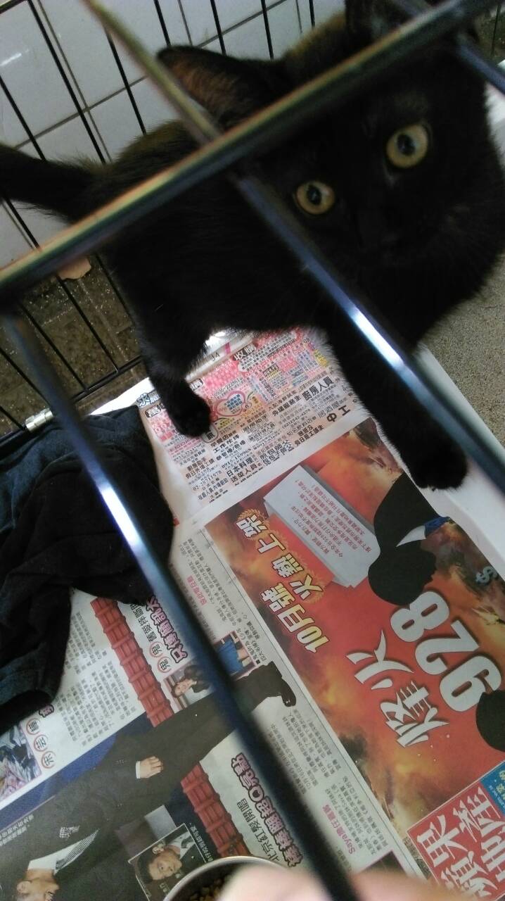 (已送出)雙十國慶小黑貓待有緣人認養
