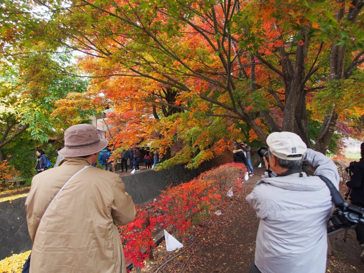 2015.11.11東京河口湖遊記（12mm+9-18mm）
