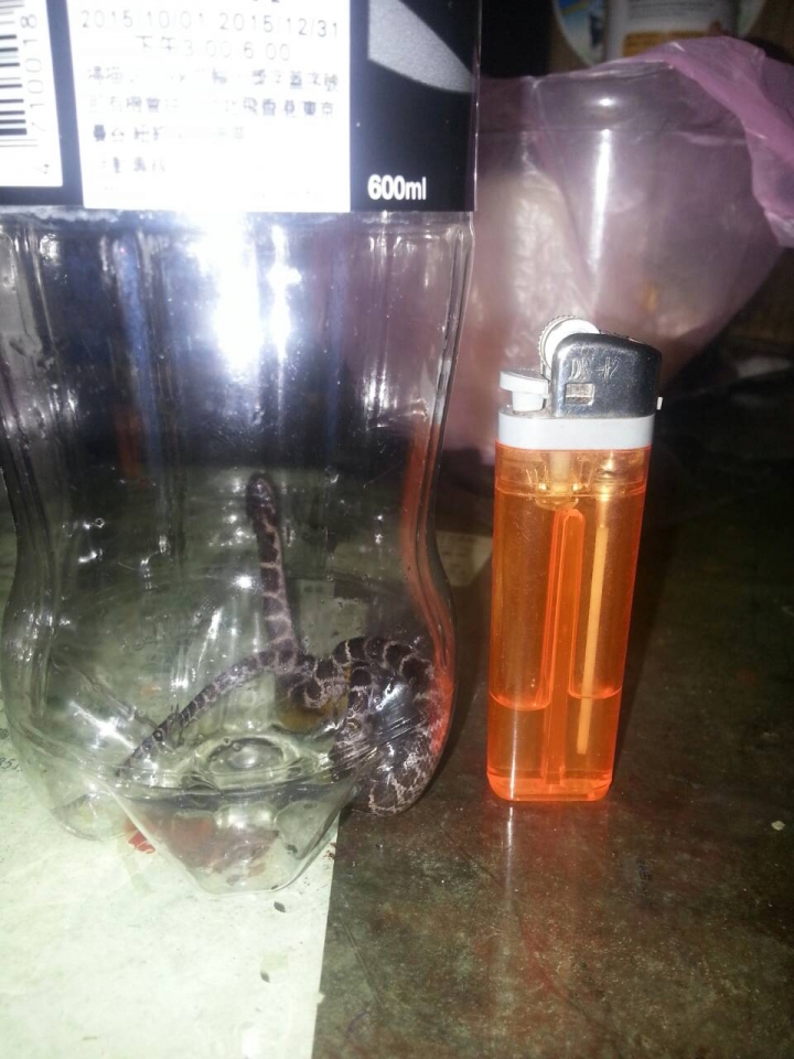 凌晨客廳出現小蛇在逛街，請問這是什麼蛇呢?