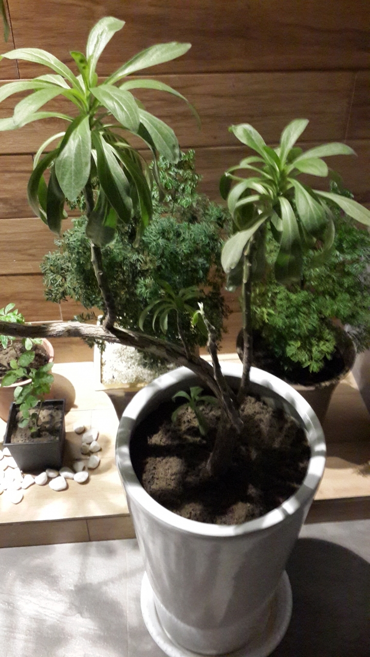 求救 種植問題