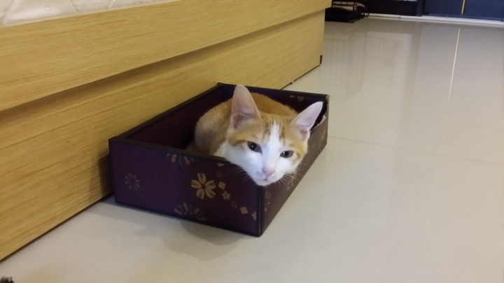 第一次養貓就上手—內有惡貓 慎入