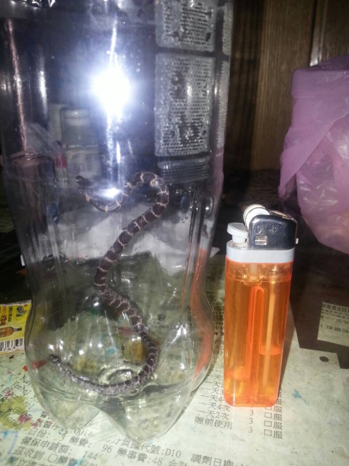 凌晨客廳出現小蛇在逛街，請問這是什麼蛇呢?