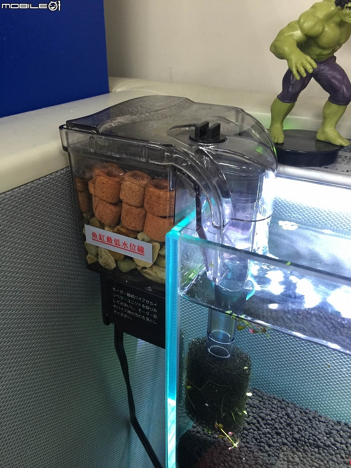 小魚缸求救