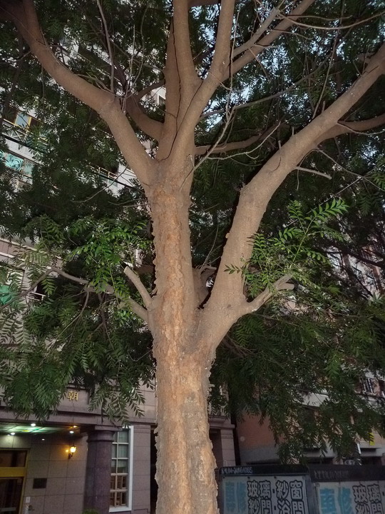 請教樹名