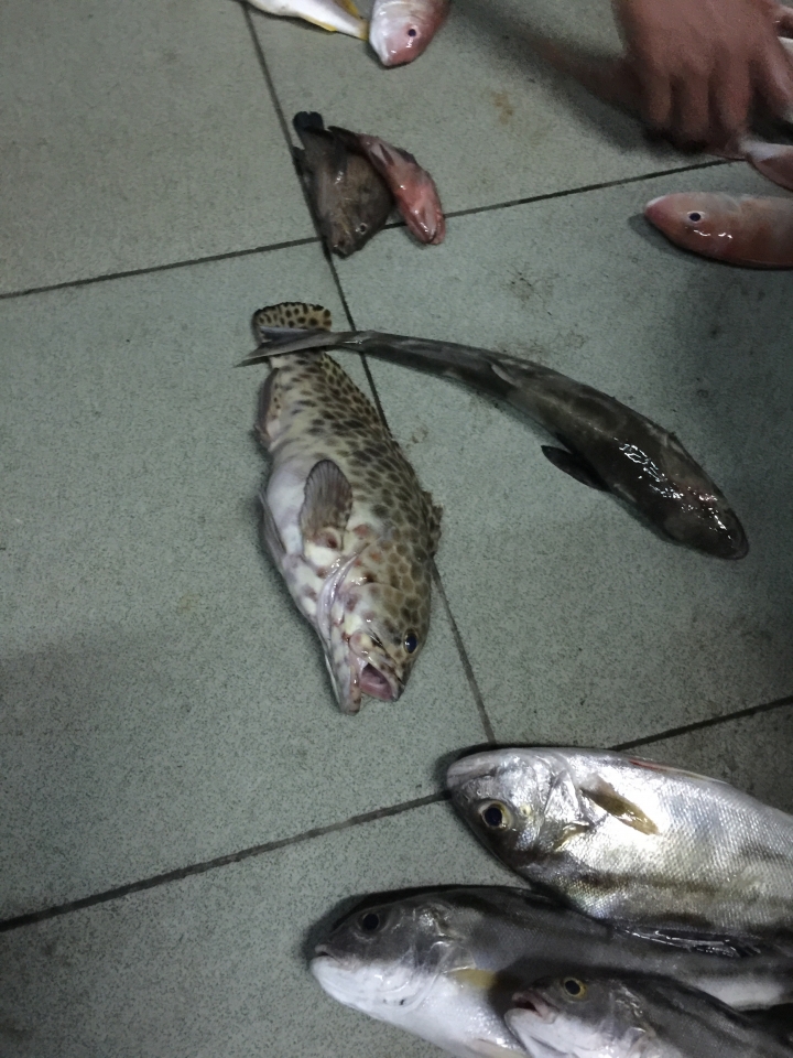 柬埔寨海釣