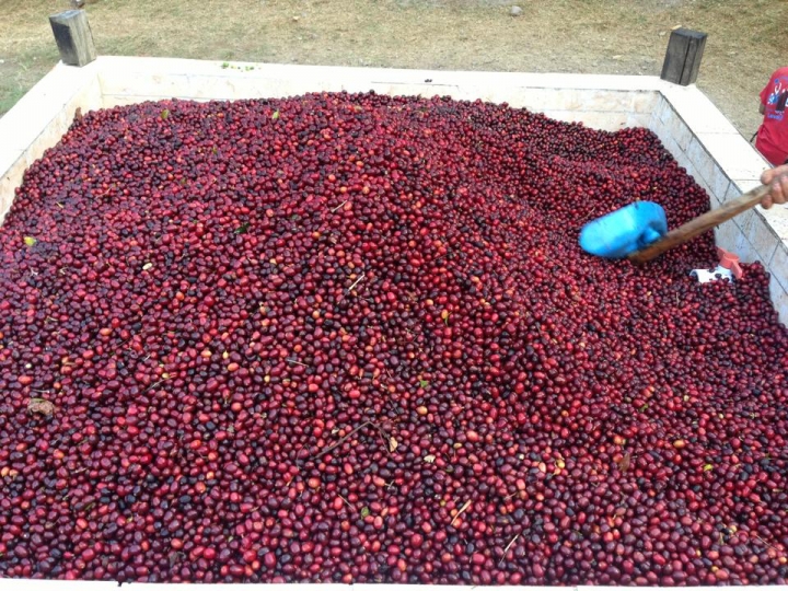 瓜地馬拉 COE第三名莊園的Maracaturra