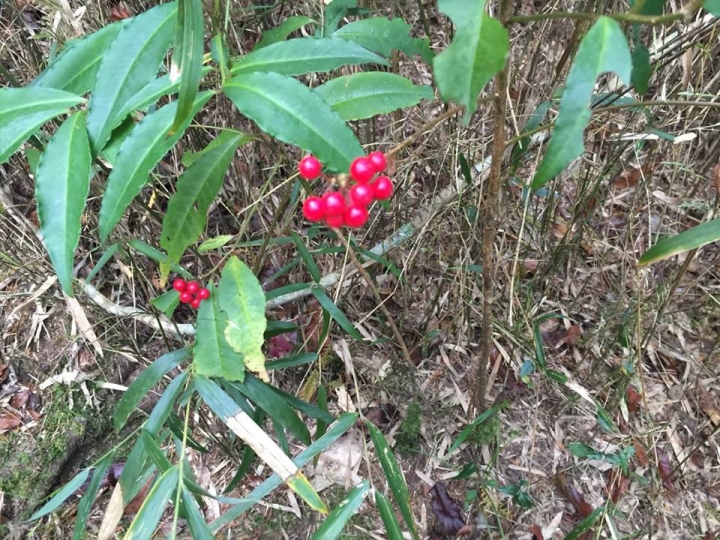 1041221 單攻水漾森林 A線(鹿屈山)去B線(林道)回