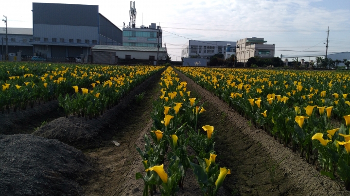 大雅海芋田