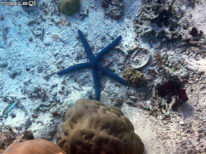 [小惡魔2015員旅] 帛琉浮潛Day2：牛奶湖/七彩魚/水母湖/鯊魚城/干貝城/美人魚水道