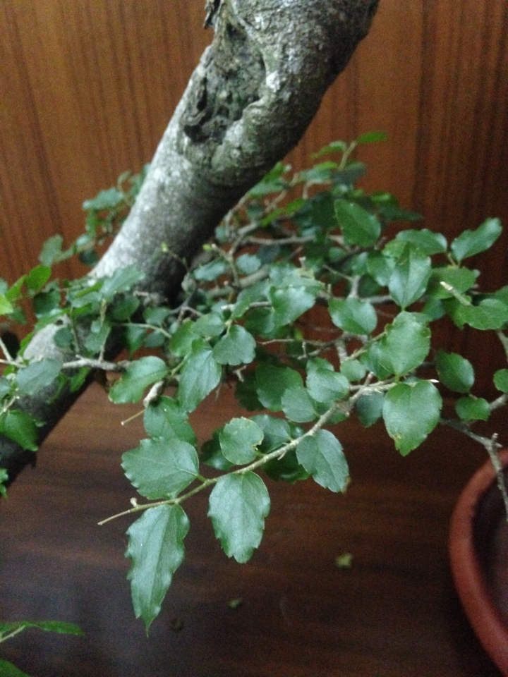 請問這2株是什麼植物？