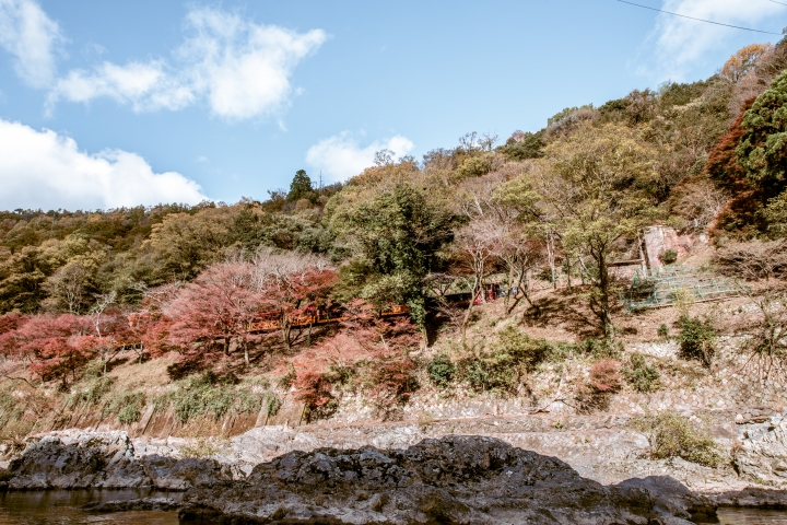 2015。京都。楓 (圖多)