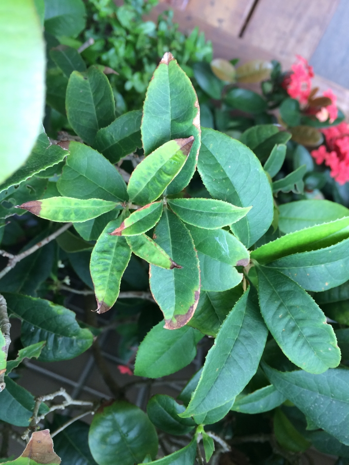 桂花有病....怎辦?
