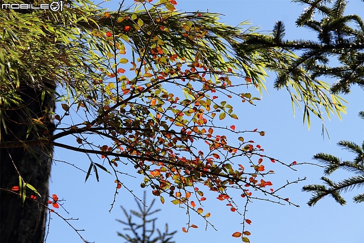 [登山遊記]2015-11-27.28五星級天池山莊之奇萊南華行（圖多慎入）-12/4更新