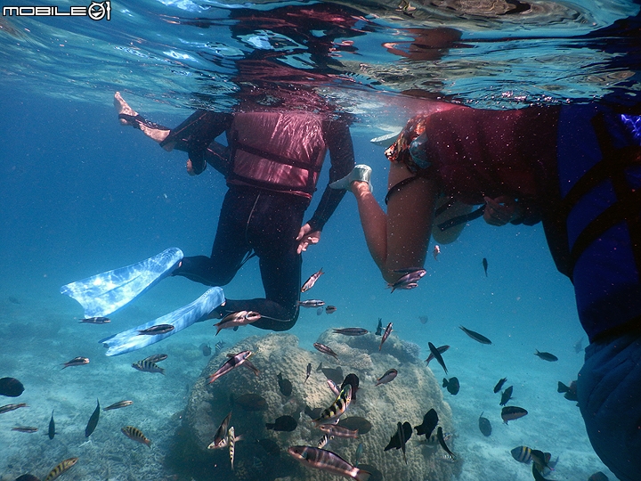 [小惡魔2015員旅] 帛琉浮潛Day2：牛奶湖/七彩魚/水母湖/鯊魚城/干貝城/美人魚水道