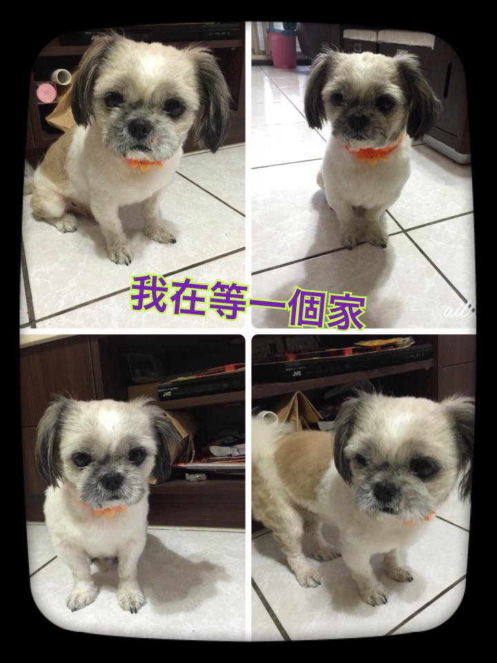 西施犬在等一個溫暖的家
