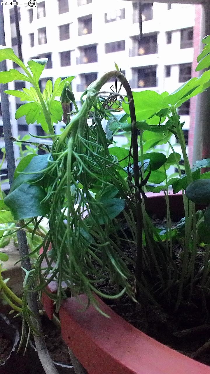 盆栽波斯菊無故掛點！