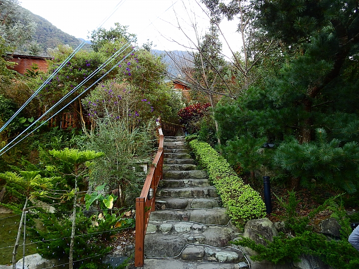 湯屋有兩棵大樹耶！全家開心東埔沙里仙泡溫泉，拍星軌、享受陽光燦爛。