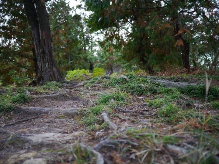1041221 單攻水漾森林 A線(鹿屈山)去B線(林道)回
