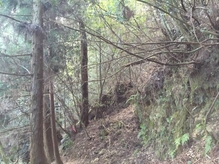 1041221 單攻水漾森林 A線(鹿屈山)去B線(林道)回