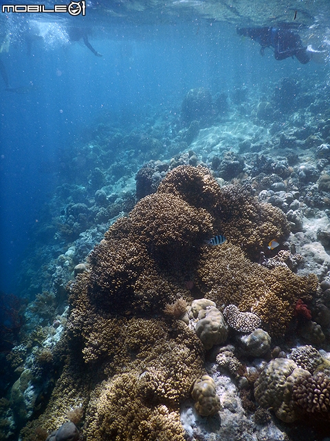 [小惡魔2015員旅] 帛琉浮潛Day1：日軍沉船/大斷層/硬珊瑚/軟珊瑚