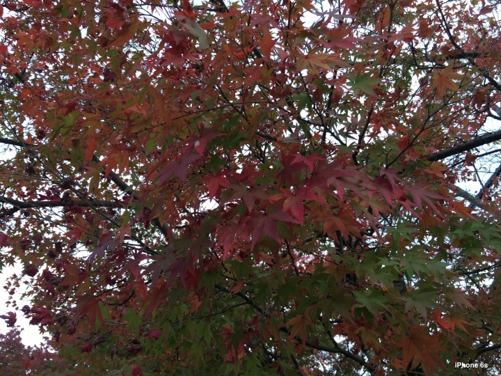 iPhone 6s v.s HTC One A9（京阪神旅行篇）