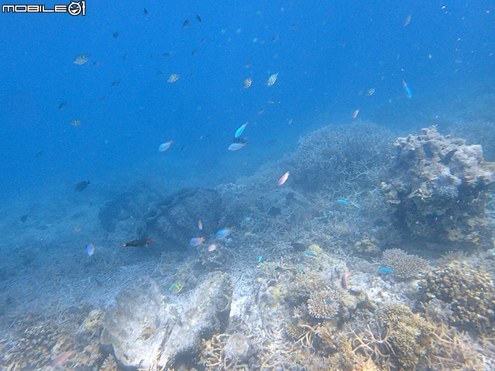 [小惡魔2015員旅] 帛琉浮潛Day2：牛奶湖/七彩魚/水母湖/鯊魚城/干貝城/美人魚水道
