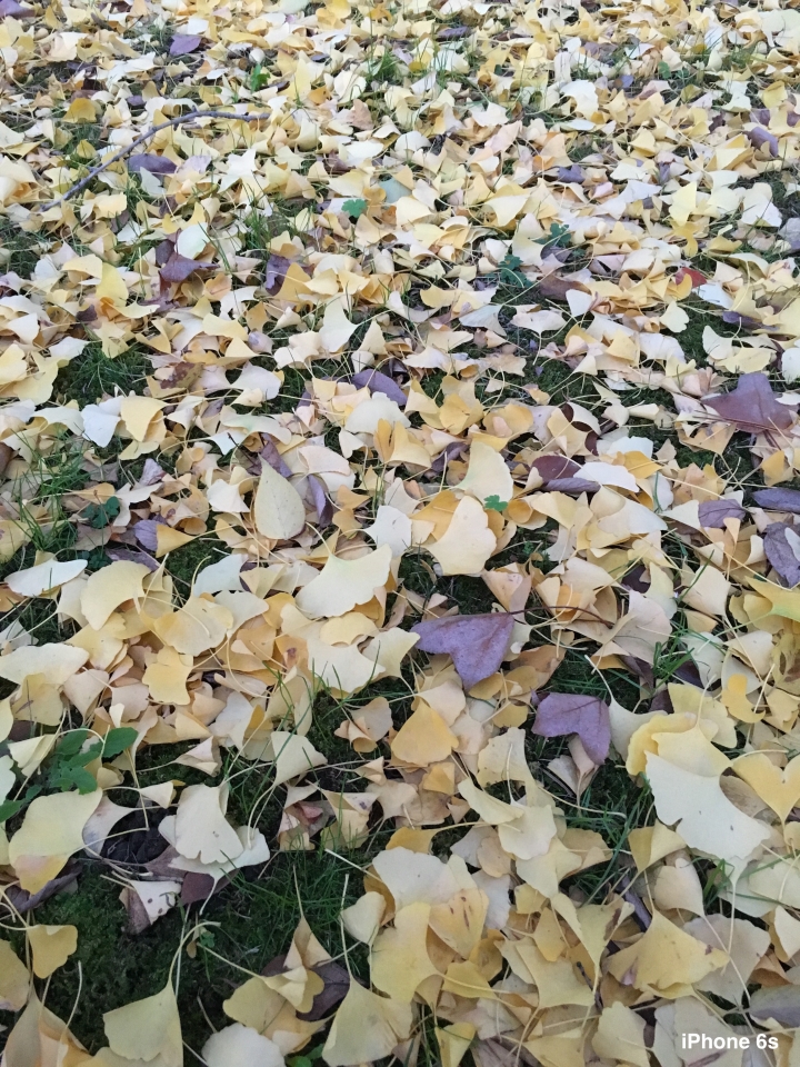 iPhone 6s v.s HTC One A9（京阪神旅行篇）