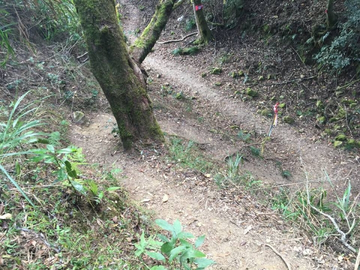 1041221 單攻水漾森林 A線(鹿屈山)去B線(林道)回