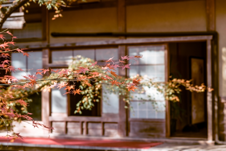 2015。京都。楓 (圖多)