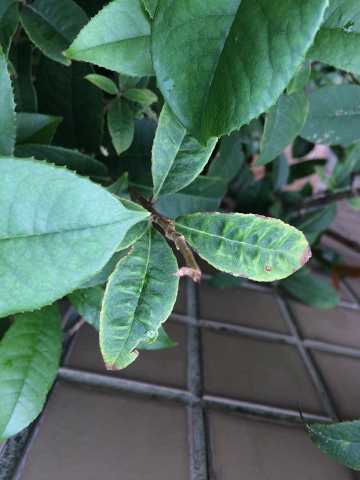 桂花有病....怎辦?