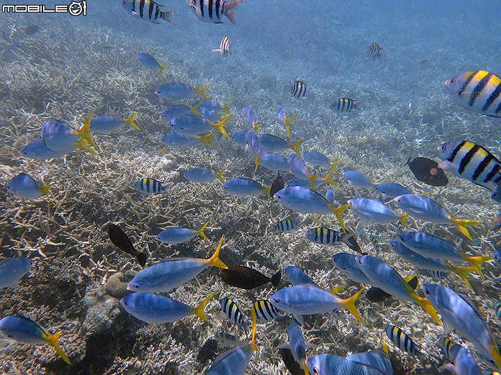 [小惡魔2015員旅] 帛琉浮潛Day2：牛奶湖/七彩魚/水母湖/鯊魚城/干貝城/美人魚水道