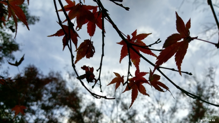 iPhone 6s v.s HTC One A9（京阪神旅行篇）