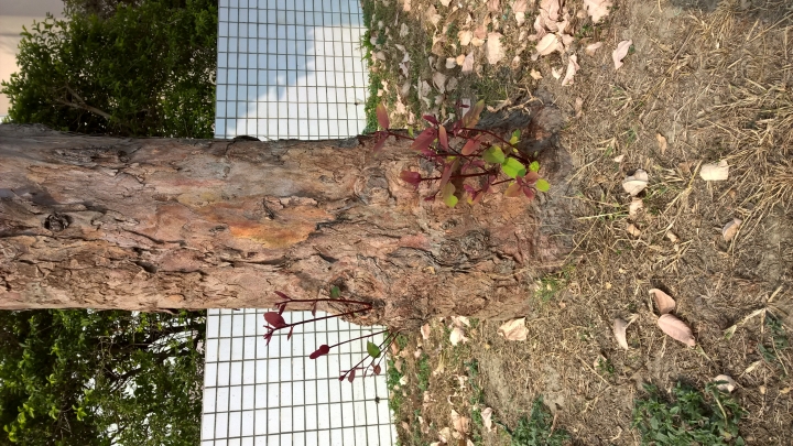 [疑惑]大樹的新芽(新枝)為什麼這樣長？
