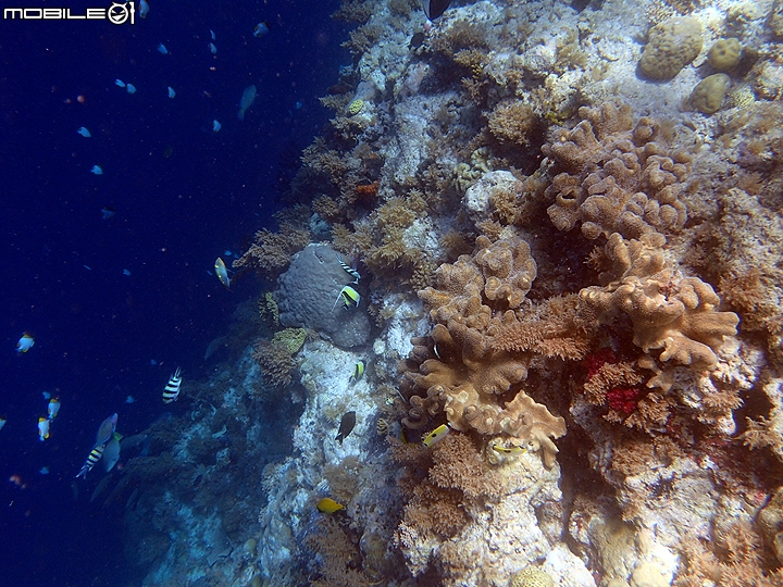 [小惡魔2015員旅] 帛琉浮潛Day1：日軍沉船/大斷層/硬珊瑚/軟珊瑚
