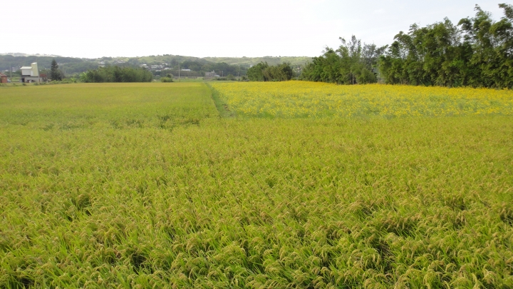 2015-11-24 誤入歧途之 縣道119全線 + 「西湖伯朗大道」與「好望角」 的山海一日遊(下集)