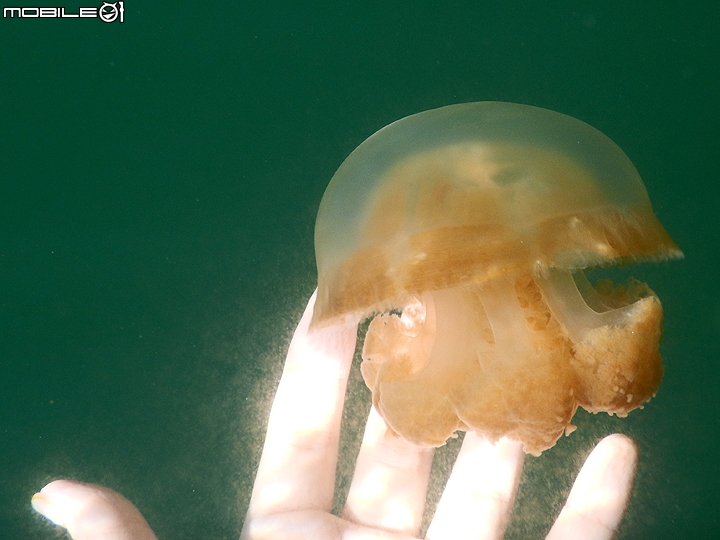 [小惡魔2015員旅] 帛琉浮潛Day2：牛奶湖/七彩魚/水母湖/鯊魚城/干貝城/美人魚水道