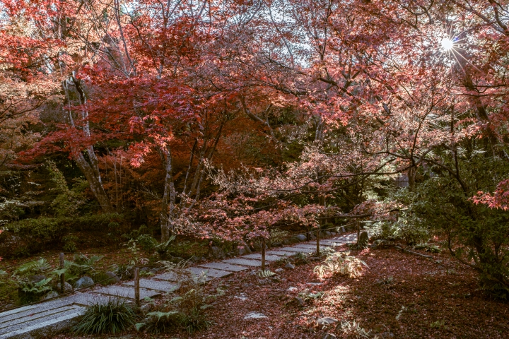2015。京都。楓 (圖多)