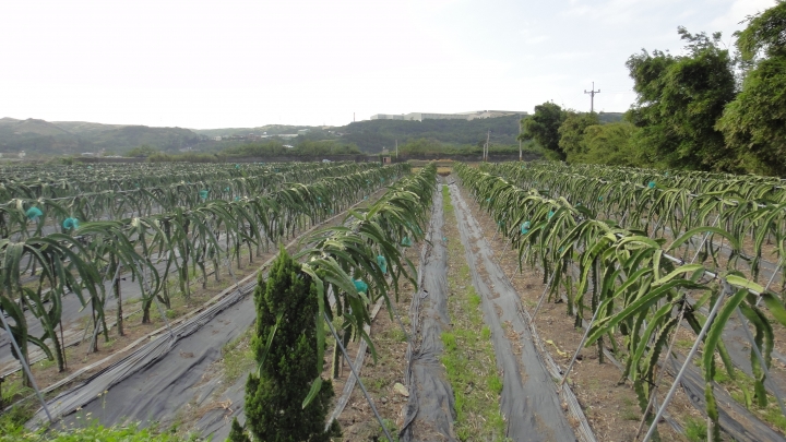 2015-11-24 誤入歧途之 縣道119全線 + 「西湖伯朗大道」與「好望角」 的山海一日遊(下集)