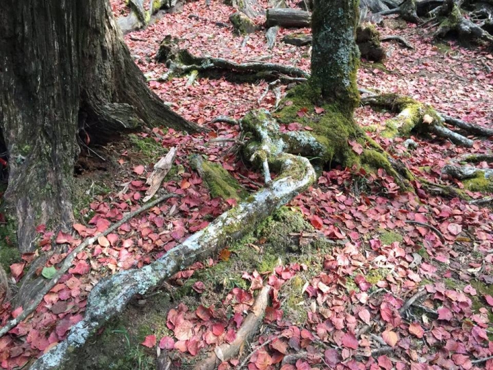 1041221 單攻水漾森林 A線(鹿屈山)去B線(林道)回