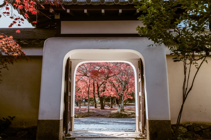 2015。京都。楓 (圖多)