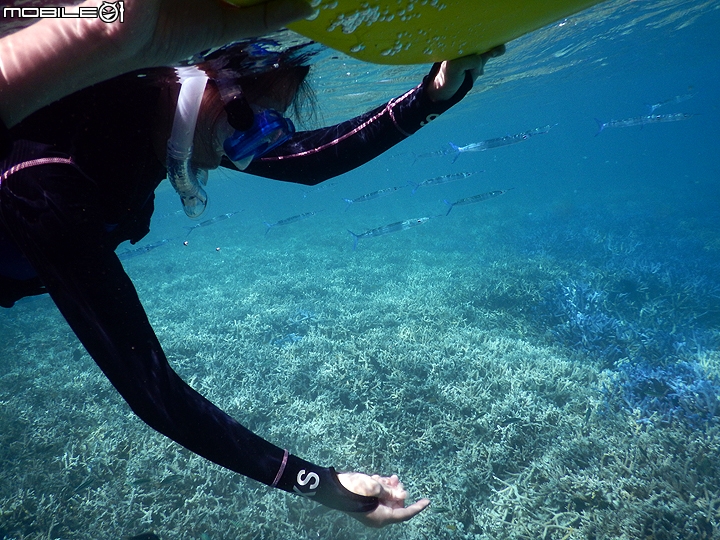 [小惡魔2015員旅] 帛琉浮潛Day2：牛奶湖/七彩魚/水母湖/鯊魚城/干貝城/美人魚水道