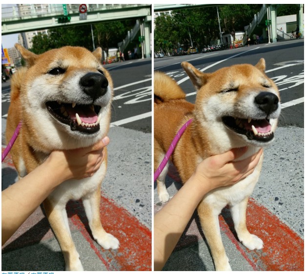 已融化!!!柴犬好可愛~~~~