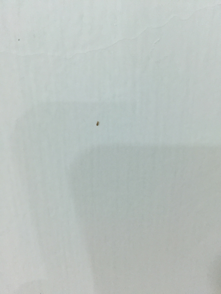 請問在牆壁上是什麼蟲？