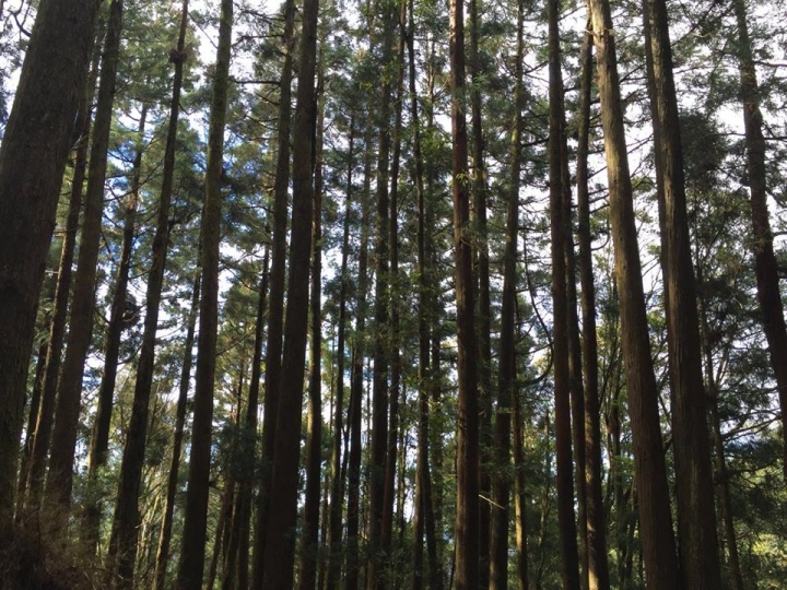 1041221 單攻水漾森林 A線(鹿屈山)去B線(林道)回